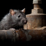 🐀 Descubre qué significa soñar que te muerde una rata en la mano: ¡Una experiencia aterradora!
