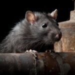 🐀 Qué significa soñar que te muerde una rata? Descubre el significado de este sueño inquietante