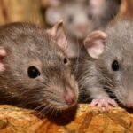 🐀🌙 Descubre qué significa soñar con muchas ratas vivas y su impacto en tu vida