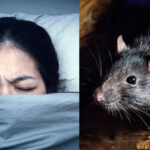 🐀🌙 ¿Qué significa soñar con una rata muerta? Descubre su interpretación aquí