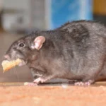 🐀🔮 ¿Qué significa soñar con una rata grande, negra y gorda? Descubre su intrigante interpretación aquí