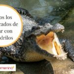 🐊 ¿Qué significa soñar con un cocodrilo pequeño? ¡Descúbrelo aquí!