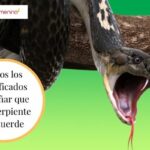 🐍 Descubre el significado de soñar con que te muerde una serpiente: ¡Una revelación impactante!