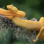 🐍 Descubre qué significa soñar con una serpiente amarilla: ¡Una guía completa!