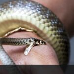 🐍 ¿Qué significa soñar con serpientes que te atacan? Descubre su interpretación y simbolismo en nuestros sueños