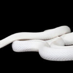 🐍 ¿Qué significa soñar con una víbora blanca? Descubre su significado y mensajes ocultos en tu sueño 🌙