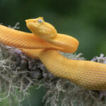 🐍💛 ¿Qué significa soñar con una serpiente amarilla grande? Descubre su interpretación y mensajes ocultos