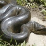 🐍💤 Soñar con una anaconda que ataca a otra persona: Descubre su significado y simbolismo