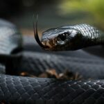 🐍🔮 Descubre el misterio: ¿Qué significa soñar con culebras negras y grandes?