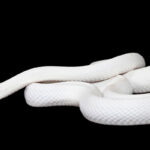 🐍🤔 Qué significa soñar con una serpiente blanca: descubre su significado y simbolismo