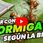 🐜📖 Descubre el significado de soñar con hormigas según la biblia: ¡una revelación sorprendente!