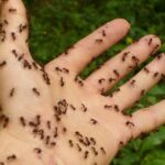 🐜🔍 ¡Descubre qué significa soñar con hormigas en el cuerpo! Expertos te lo explican