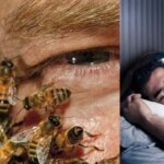 🐝 Descubre qué significa soñar que te pican abejas: todo lo que debes saber 🌟