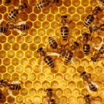 🐝 ¿Qué significa soñar con un enjambre de abejas? ¡Descubre su significado aquí!