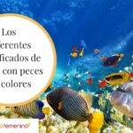 🐠 ¡Descubre qué significa soñar con peces de colores! 🌈