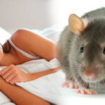 🐭🔍 Descubre qué significa soñar con ratas grandes grises: ¡Interpreta tus sueños de manera sorprendente!
