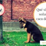 🐶💩 Descubre el significado de soñar con 🐶 caca de perro: ¿qué representa y qué debes tener en cuenta?
