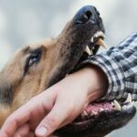 🐶💭 ¿Qué significa soñar que un perro te muerde la mano? Descubre su interpretación y significado