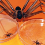 🕷️ ¡Descubre el verdadero significado de soñar con arañas que te pican! 🕷️