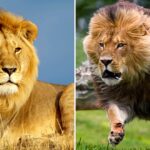 🦁🌙 Descubre el significado de soñar con leones que te atacan: ¡Una interpretación fascinante!