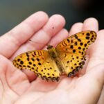 🦋 ¡Deja que tus sueños vuelen! 🦋 Descubre qué significa soñar que una mariposa se posa sobre ti