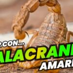 🦂💛 ¿Qué significa soñar con alacranes amarillos y matarlos? Descubre su interpretación y significado