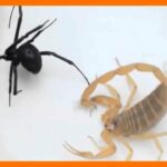 🕷️🦂 ¿Qué significa soñar con arañas y alacranes? Descubre sus interpretaciones y simbolismos