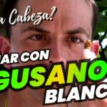 🐛✨ Descubre el significado de soñar con gusanos blancos en la cabeza: ¿Una advertencia o una transformación?