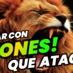 🦁💭¿Qué significa soñar con leones que atacan? ¡Descubre el significado de tus sueños más feroces!