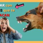 🐶 Descubre qué significa soñar con perros que te atacan: ¡Explorando el mundo onírico!