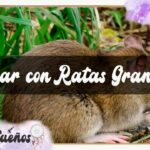🐀 ¿Qué significa soñar con ratas grandes, grises y gordas? Descubre su simbolismo y significado detrás de estos sueños extraños