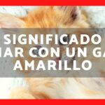 🐱✨ Descubre el significado de soñar con un gato amarillo: ¡Una revelación felina!