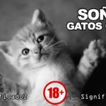 🐱🌙 Descubre qué significa soñar con un gato gris: ¡interpreta tus sueños felinos!