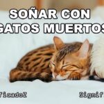 🐱🌙 Descubre qué significa soñar con un gato muerto: ¡Interpretación de sueños reveladora!