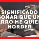 🐕💭 Descubre qué significa soñar con un perro que te quiere morder: ¿una señal de peligro o un mensaje oculto?