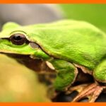 🐸 ¡Descubre qué significa soñar con un sapo verde! Todo lo que necesitas saber aquí 🌿