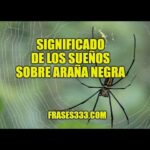 🕷️ ¿Qué significa soñar con una araña negra? Descubre su interpretación aquí