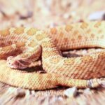 🐍 Descubre qué significa soñar con una serpiente gigante: ¡desentrañando los misterios de tus sueños!