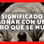 🐶🌙 ¿Qué significa soñar que mi perro se muere? Descubre el significado detrás de este enigmático sueño