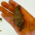 💩 Descubre el significado de soñar que te embarras de caca: ¡No podrás creerlo! 💩
