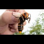 🐝 ¿Qué significa soñar que te pica una abeja? Descubre su interpretación aquí